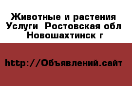 Животные и растения Услуги. Ростовская обл.,Новошахтинск г.